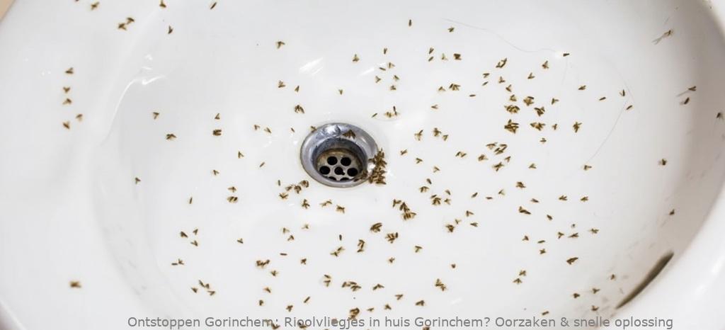 Rioolvliegjes in huis Gorinchem? Oorzaken & snelle oplossing